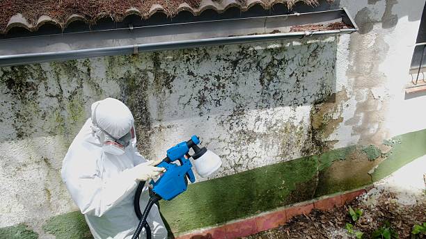 Top rated local Mold Remediation specialists in Woodland, PA